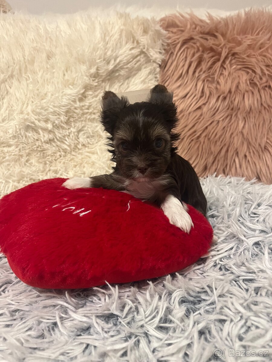 Čoko Jorkšírský teriér s PP holčička - 8