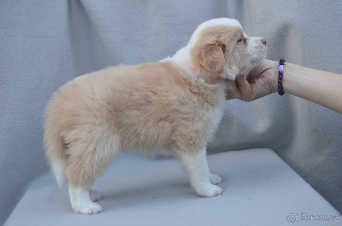 Border Kolie S PP - 8