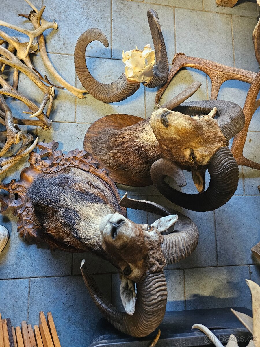 Paroží,trofeje,shozy - 8