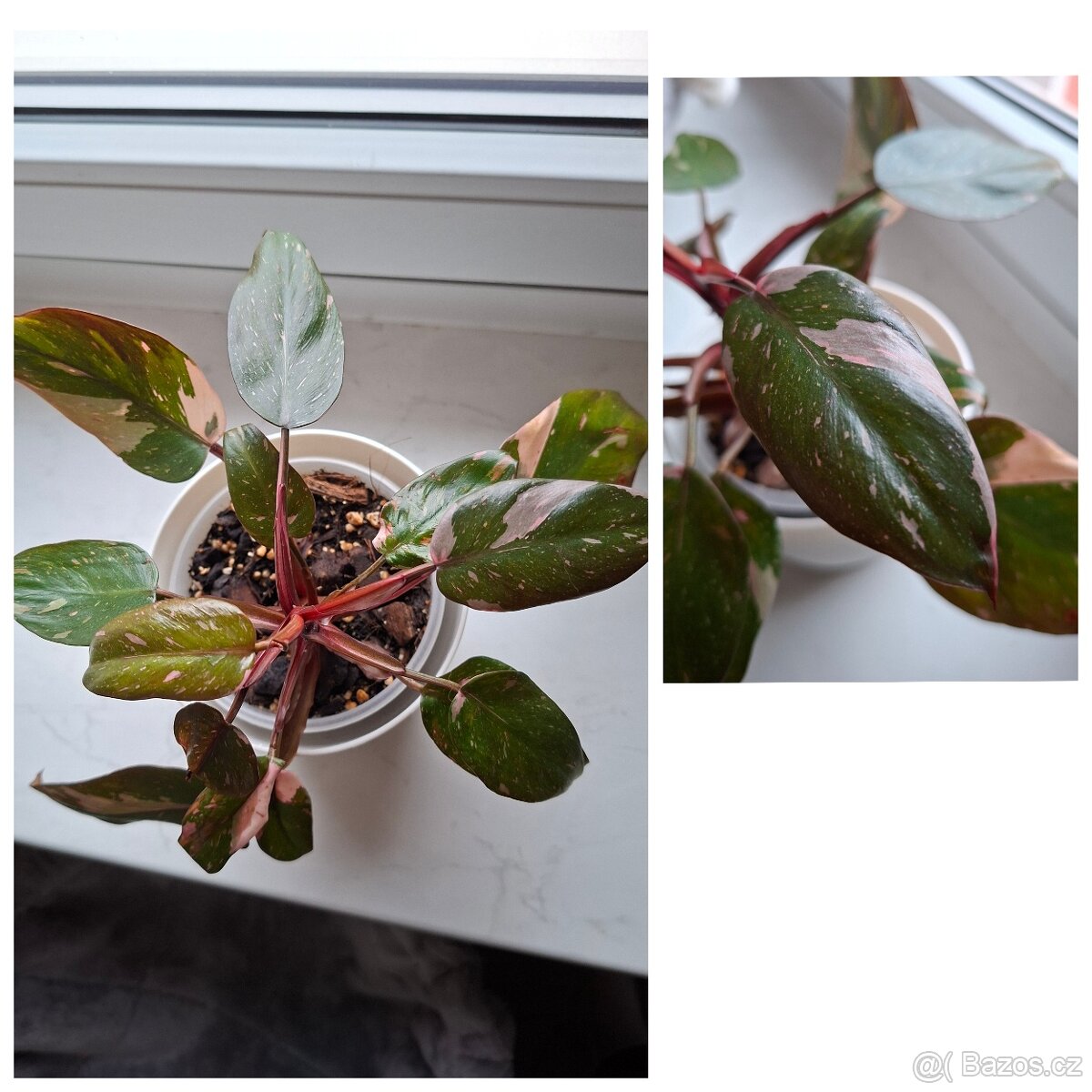 Pokojové rostliny - monstera albo, thai, syngonium albo.. - 8