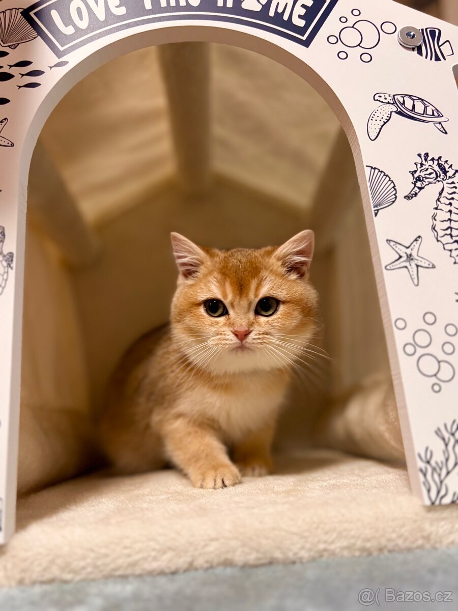 Britská zlatá činčila s PP pro chov - 8