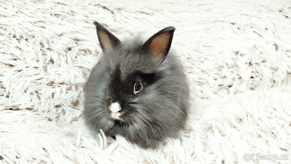 Zakrslý, králík, králíček - HOLLY - 8