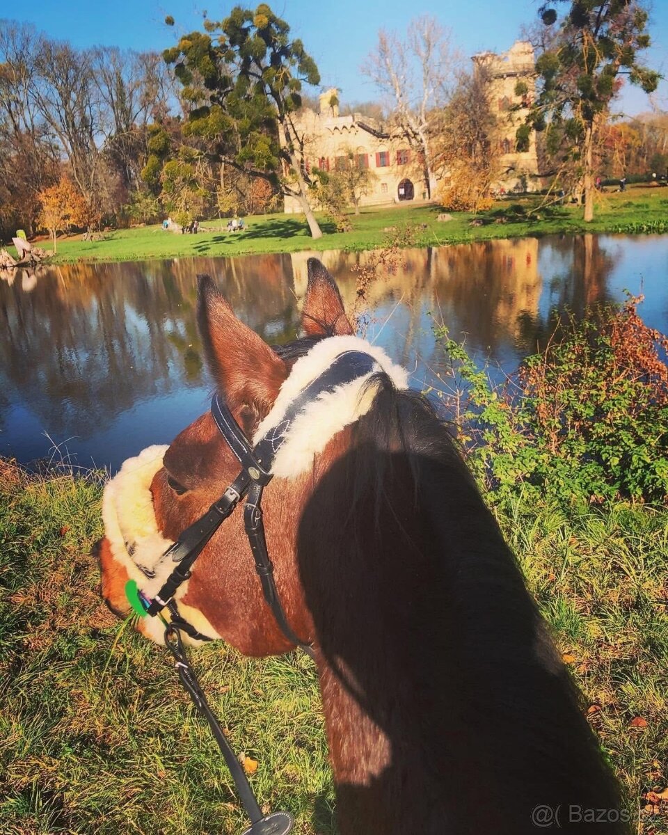 Boxové ustájení - 8