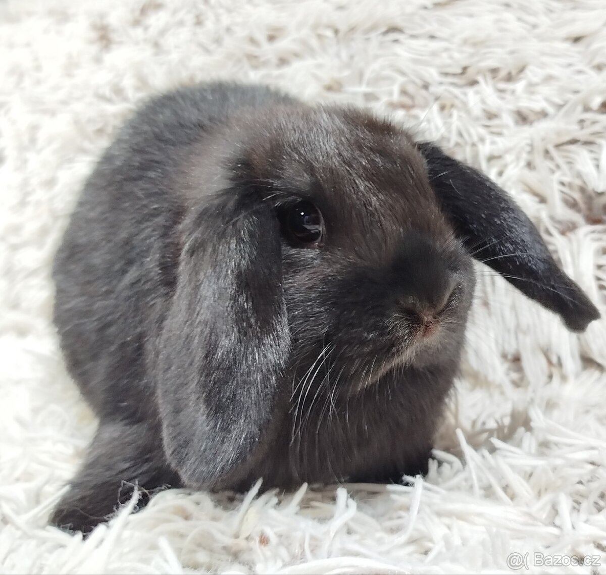 Zakrslý beránek,králík, králíček - BIBI - 8