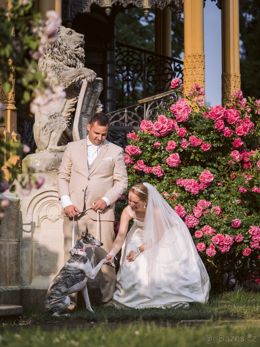 Nabídka krytí - whippet samec s PP, chovný vipet - 8