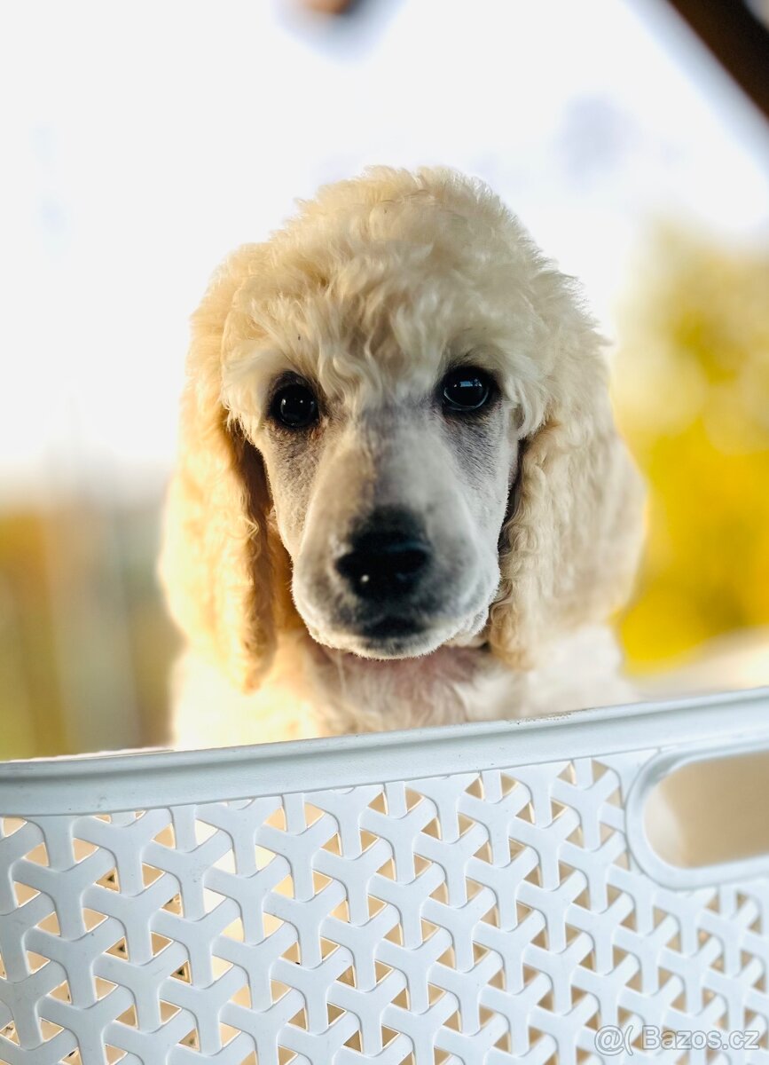 Pudl velký královský s PP - 8