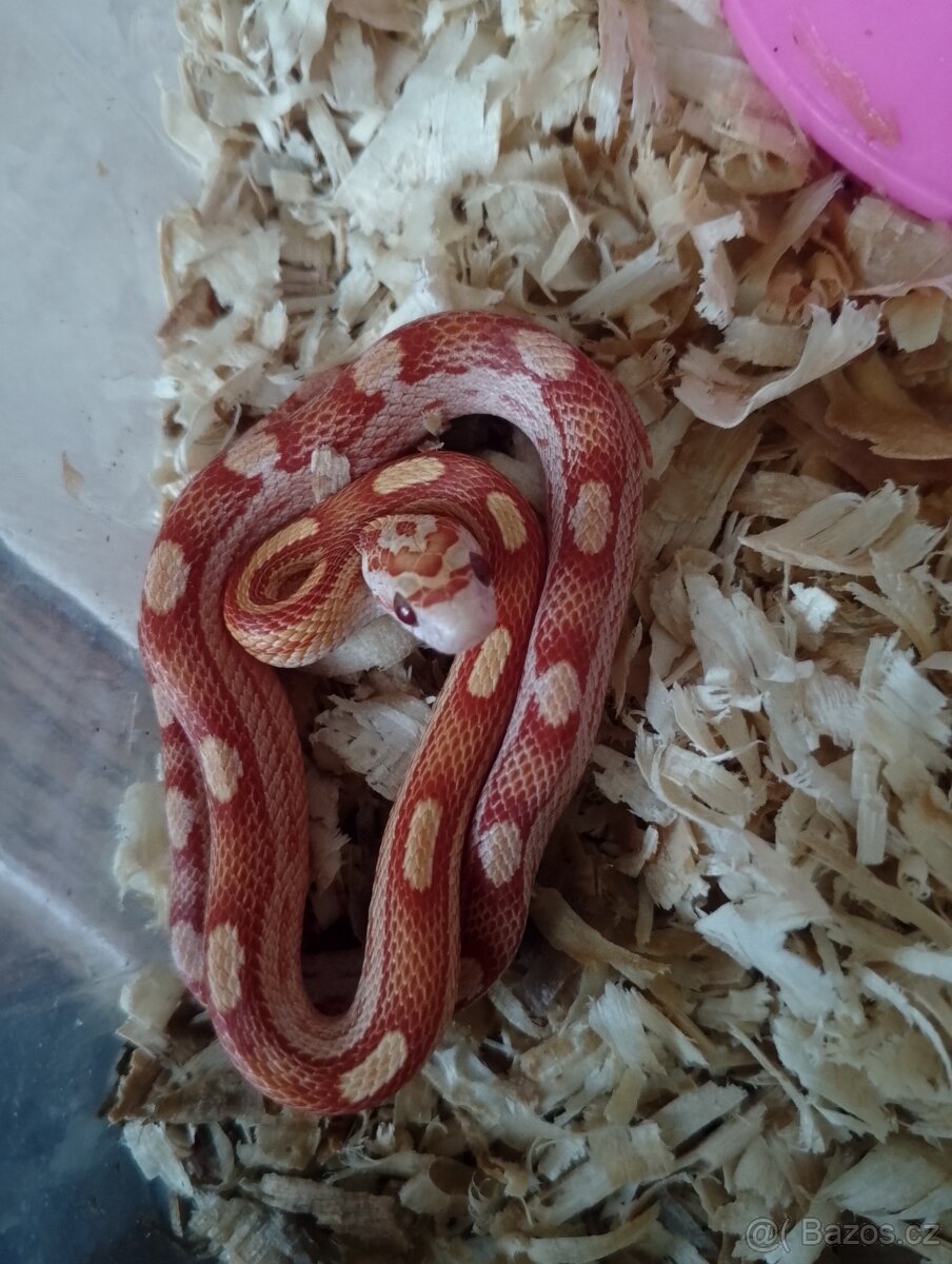 Užovka červená loňský odchov - 8