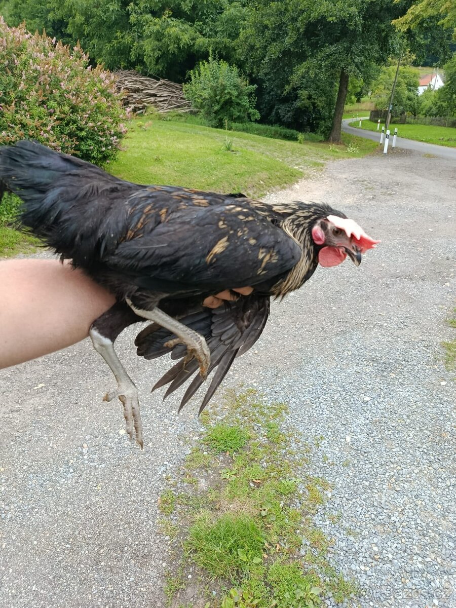Nabízím kohouty - 8
