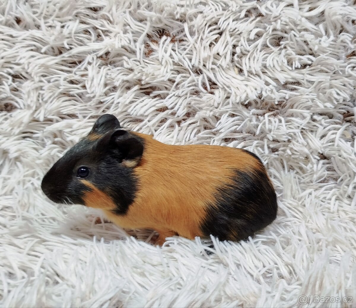 Morče, Morčata, Morčátko, Morčátka - JUSTÝNA A JESSIE - 8