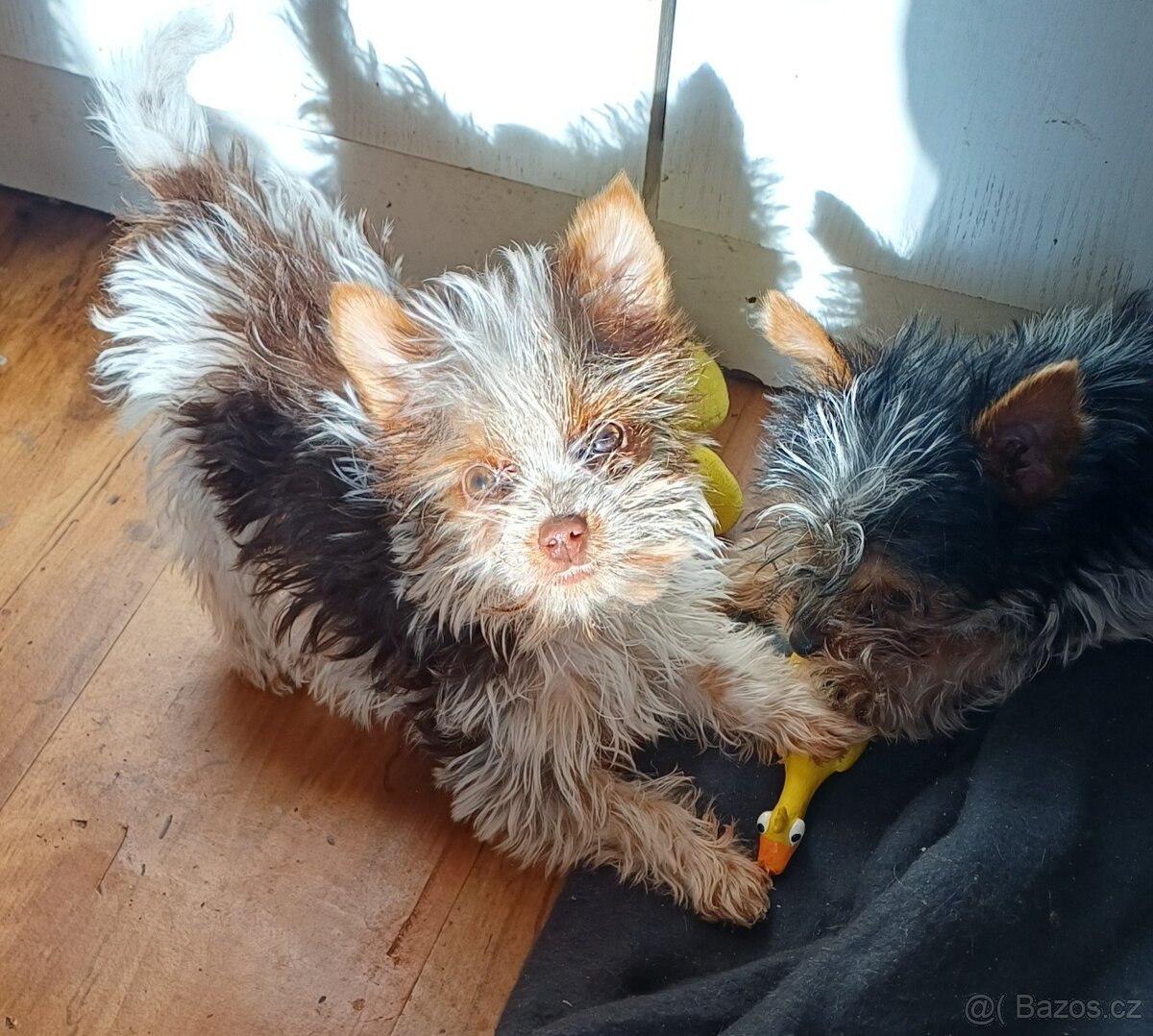 Biewer jork-fenečky bez pp,táta německý pp - 8