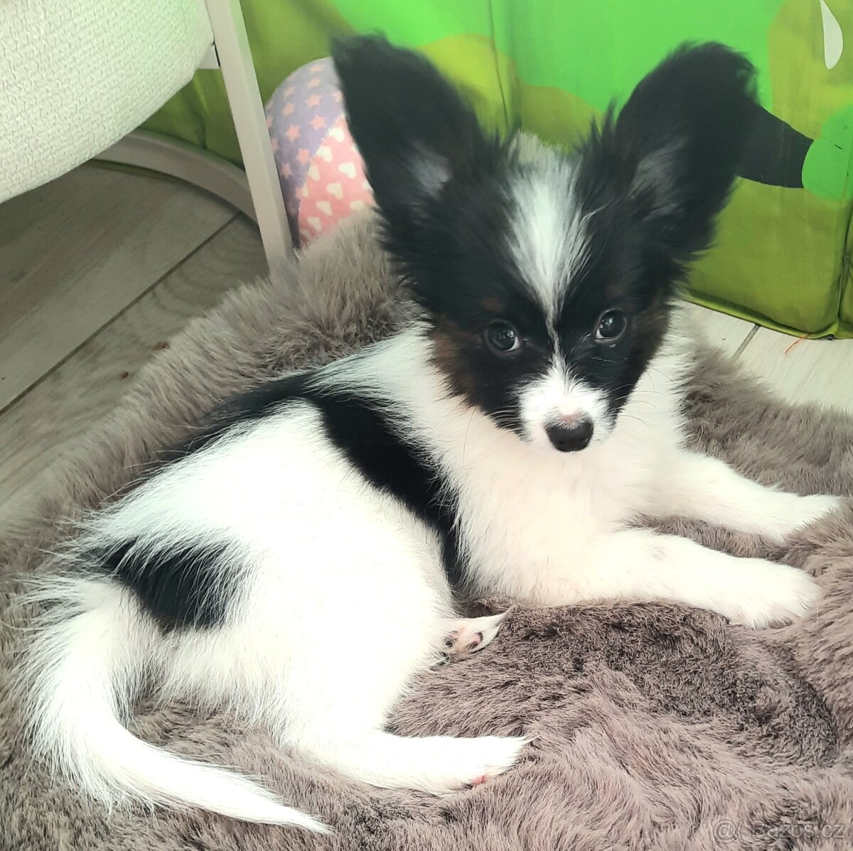 Štěňátka papillona s PP - 8