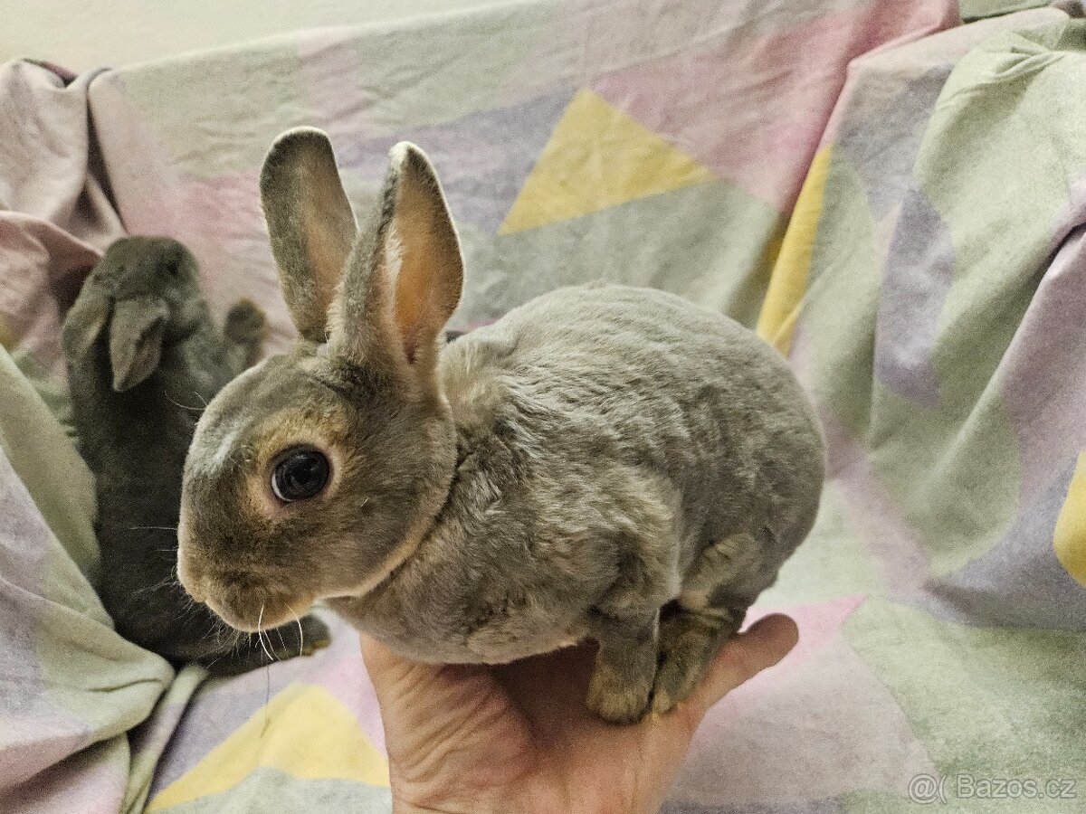 Zakrslý králíček - 8