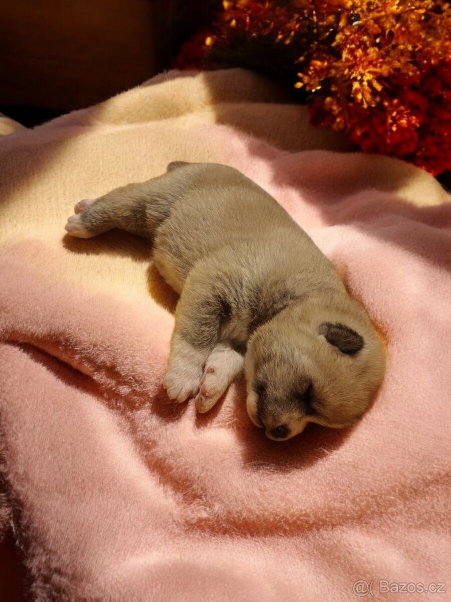 Štěňátka Akita Inu s PP odběr v lednu - 8