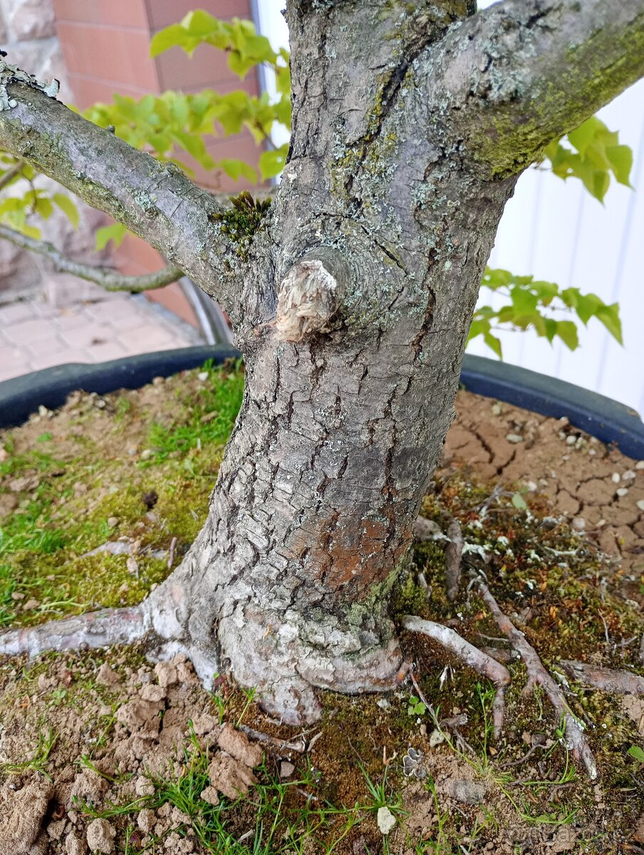 Lípa malolistá (Tilia cordata) bonsai - 8
