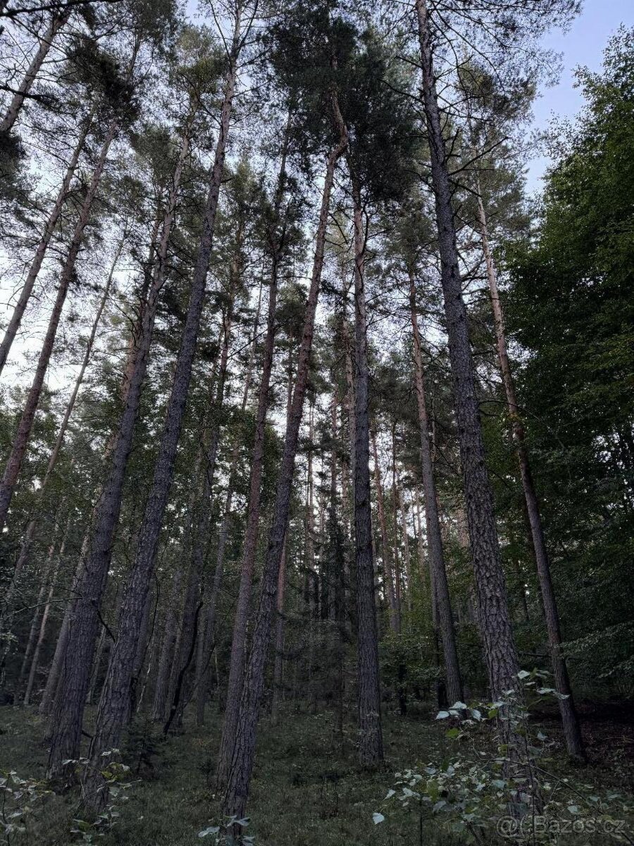 Prodám lesní pozemek v k.ú. Ločenice, p.č. 810 - 8