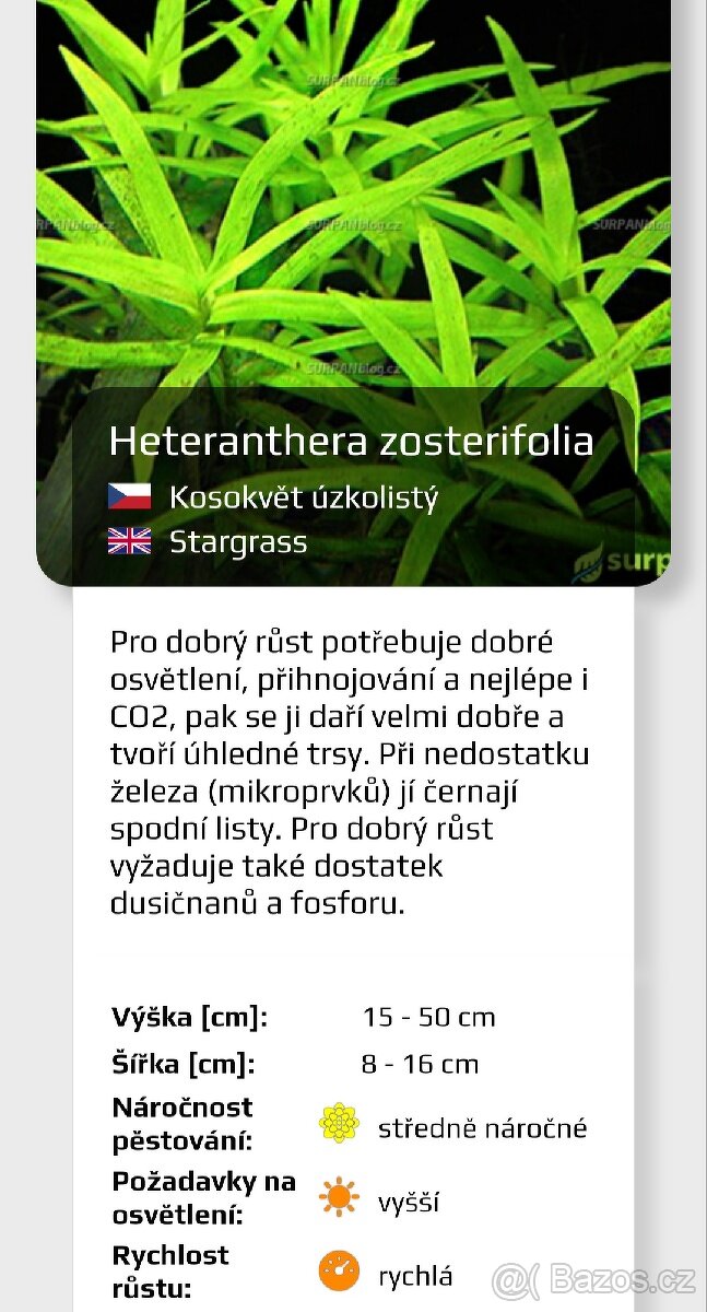 Akvarijní rostlinky a krevetky Red Cherry - 8