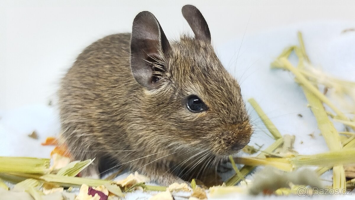 Osmák degu, Osmáci - SAMEČEK - 8
