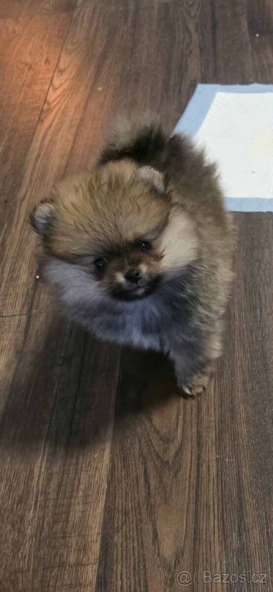 Štěňátka pomeraniana - 8