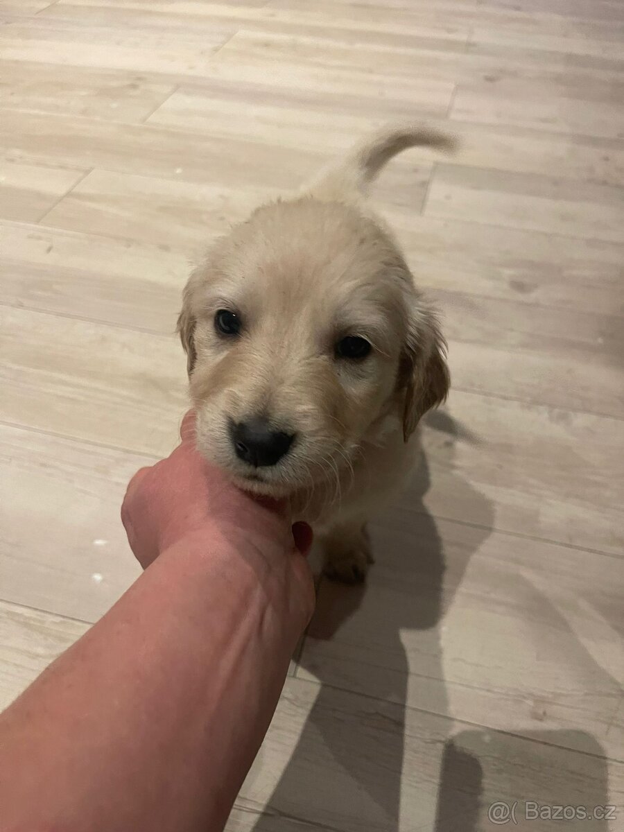 Zlatý retrívr štěňátka 🐶 - 8