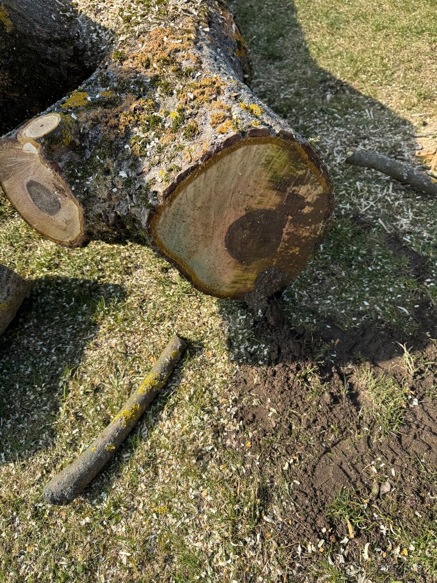 Ořech 50 let starý - 8