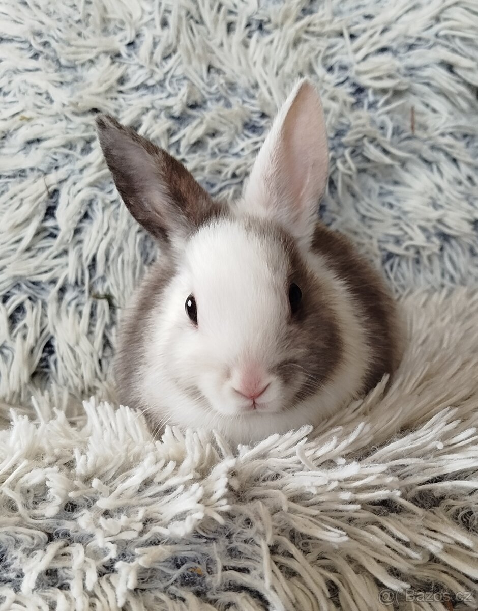 Zakrslý králík - 8