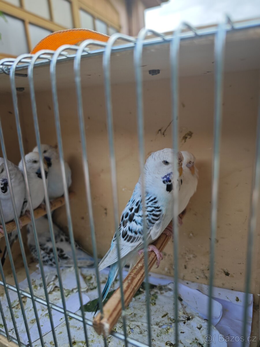 Blackwing andulky - 8