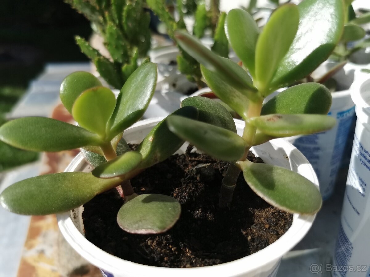 Sukulenty. kaktusy, tlustice, sansevierie, pokojové rostliny - 8