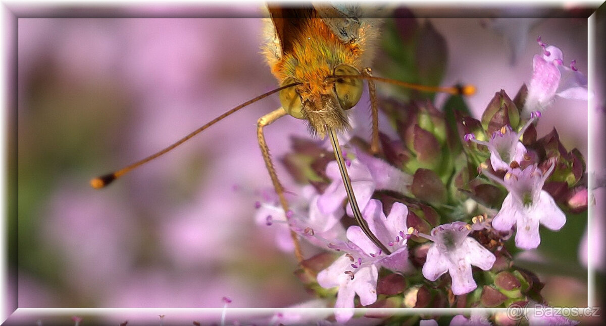 Objektiv Sigma 150/f2.8 APO Macro DG EX pro Sony/Minolta A - 8