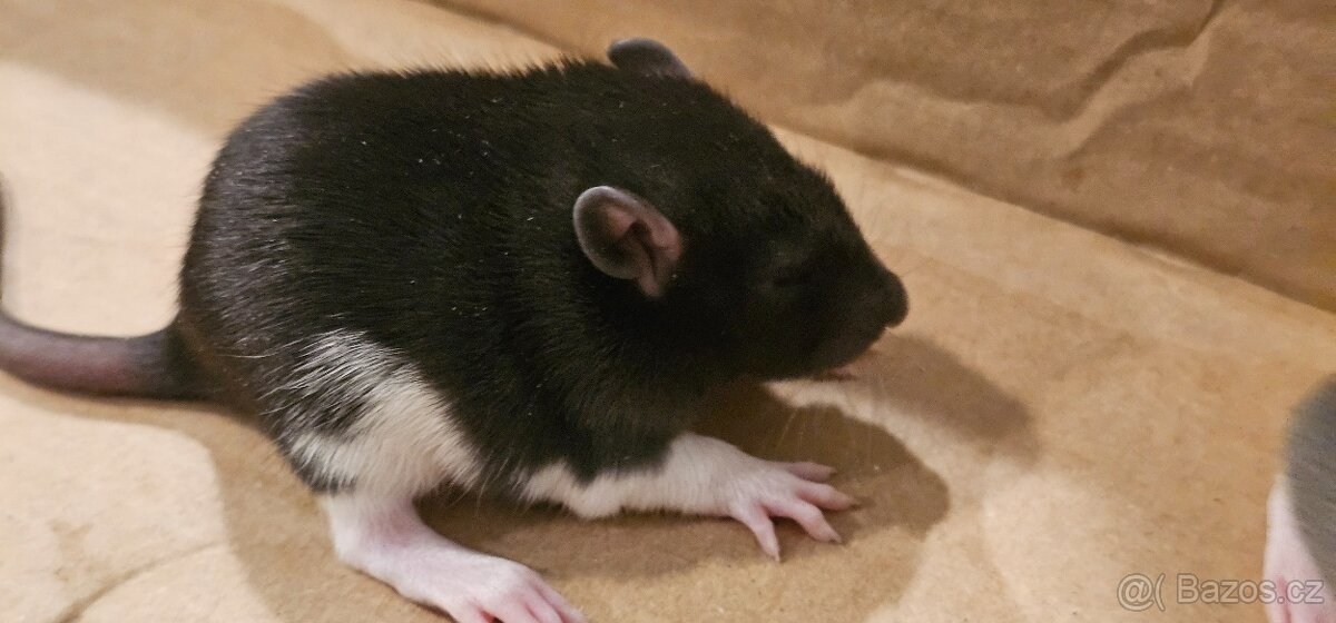 Vymazlená mláďata potkana - holky REX - 8