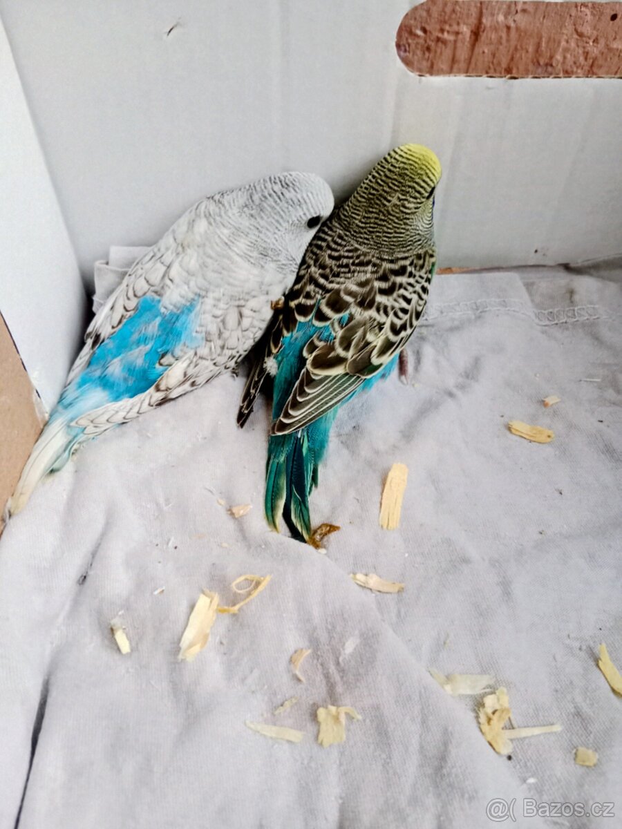 Andulka vlnkovaná - 8