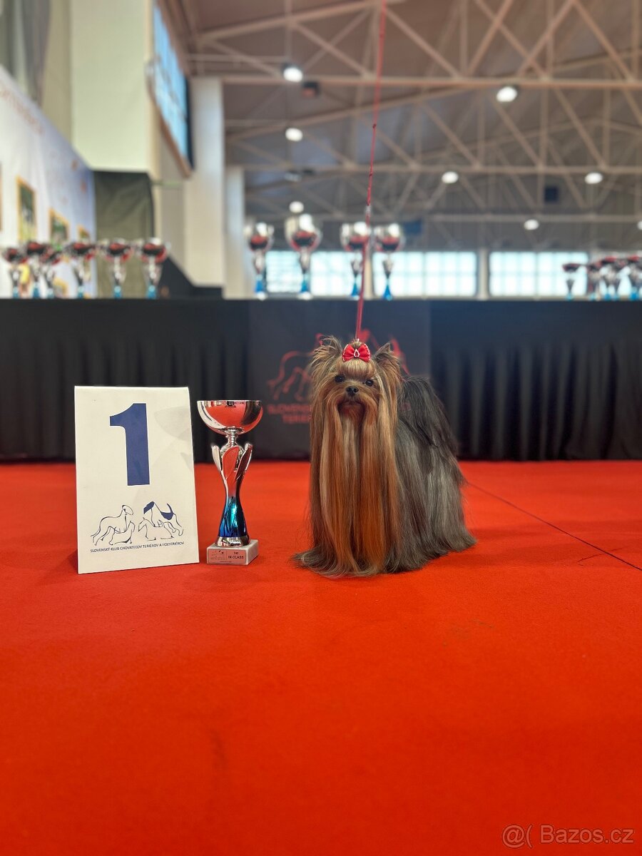 Yorkshire terrier, jorkšírsky terrier, york - 8