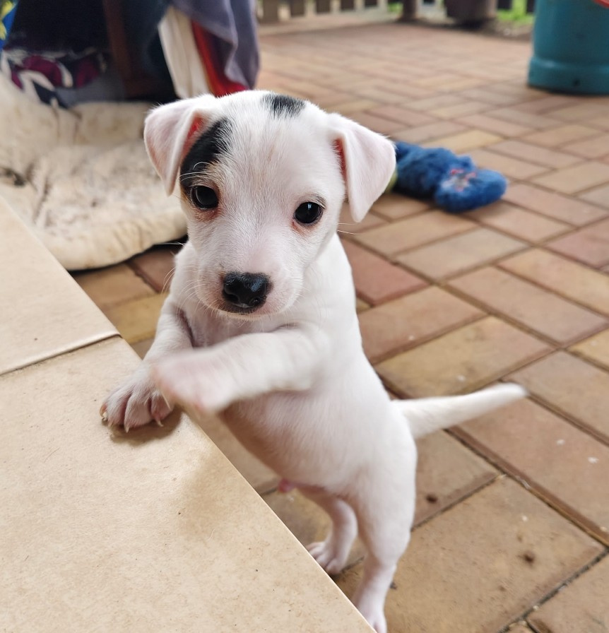 štěňata Jack Russell teriér - 8