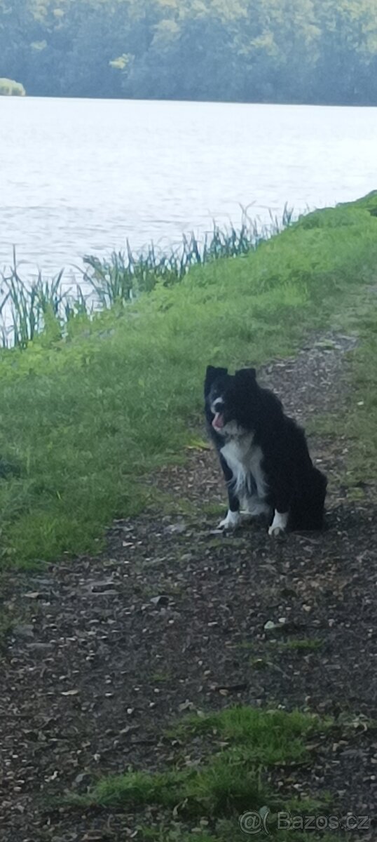 Krytí pes Border kolie - 8