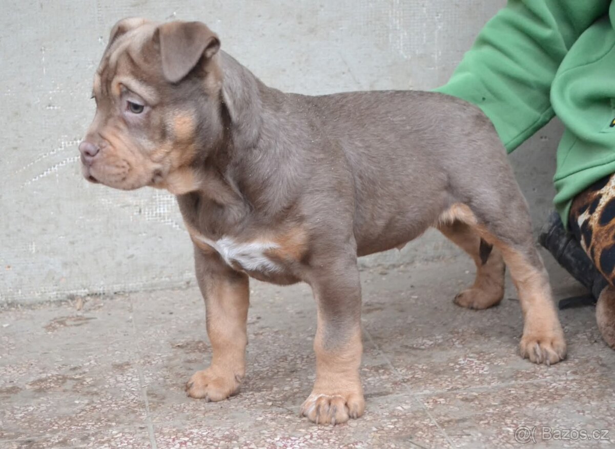 American bully pocket / sharpei - 8