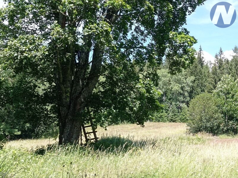 Černá Lada, pozemek s výměrou 22.888 m2 - 8