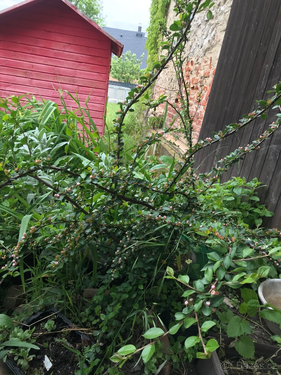 Sazenice trvalek a keřů k výsadbě - 8