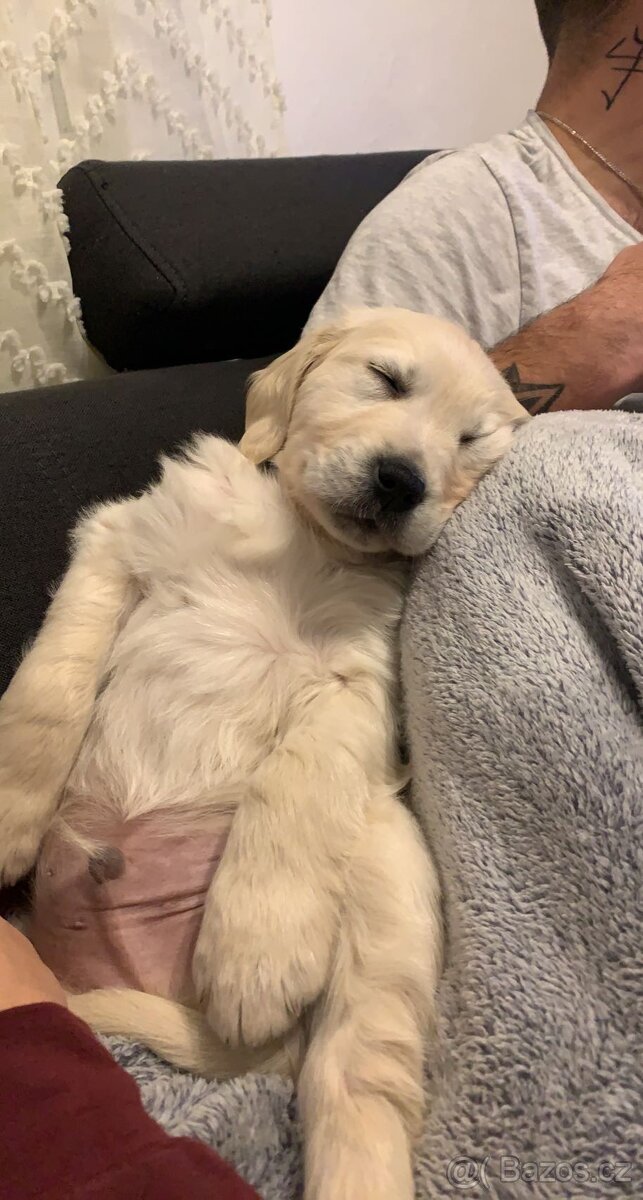 Zlatý retrívr ke krytí bez pp - 8