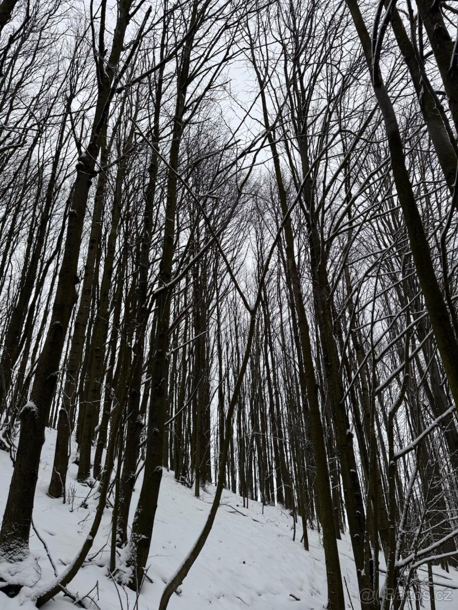 Prodám lesní pozemky v k.ú. Petřkovice u Starého Jičína - 8