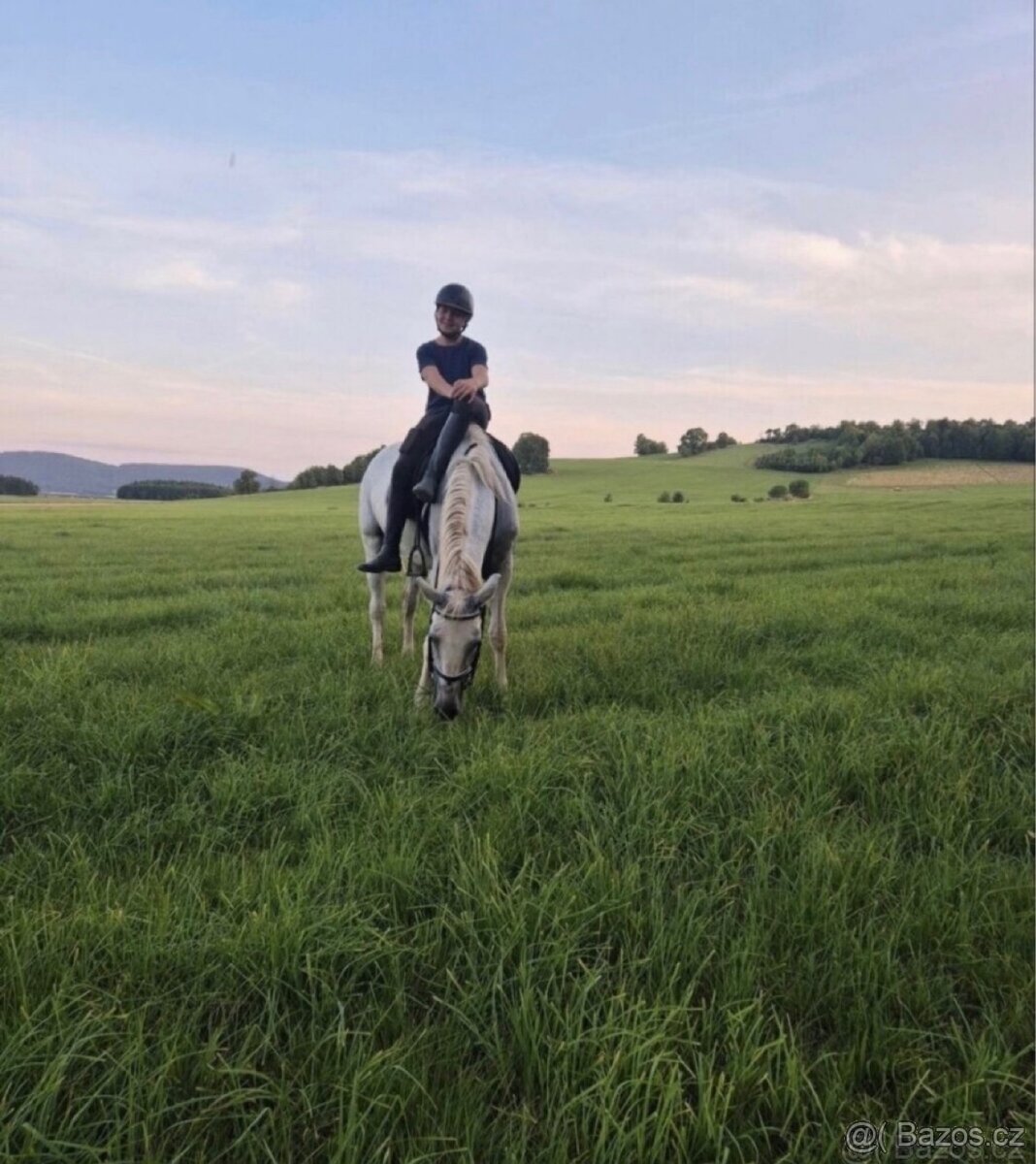 Kladrubská klisna - 8