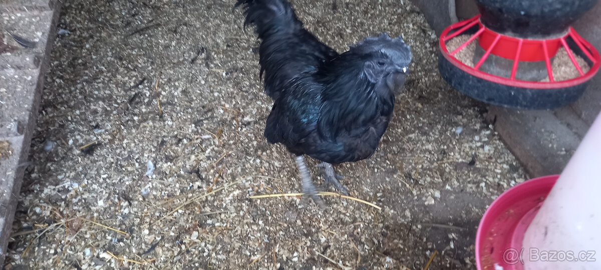 Ayam Cemani - kohout - 8