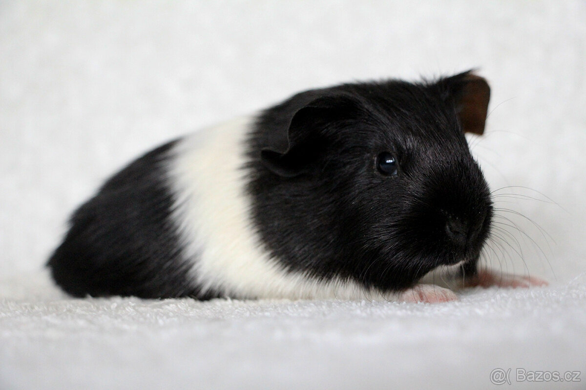 Krátkosrsté morče, morčátko, morčata s PP - 8
