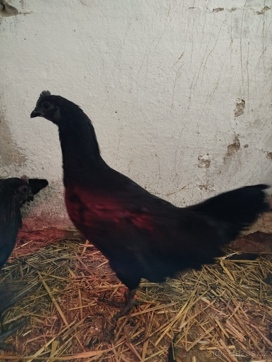 Ayam cemani - 8