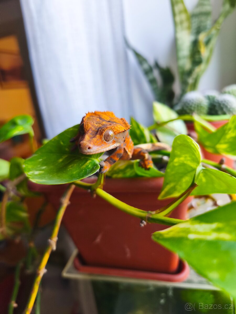 Pagekon řasnatý 1.0 - 8