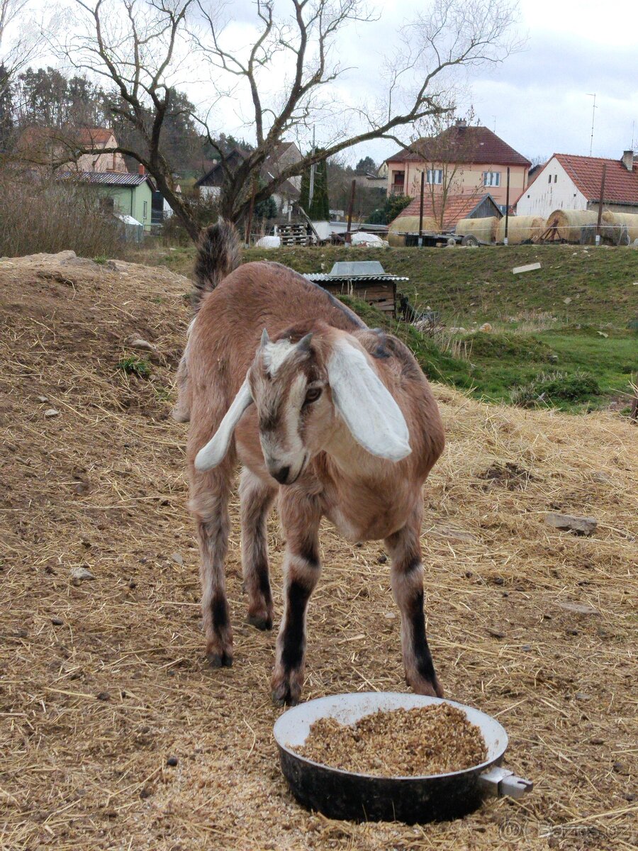 Anglonubijský kozlíci - 8