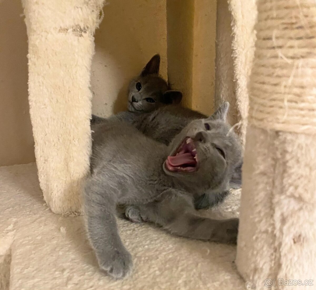 Ruská modrá koťátka s PP - 8