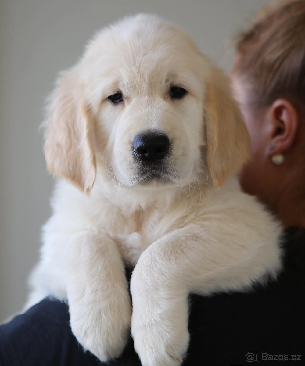 Zlatý Retrívr - 8