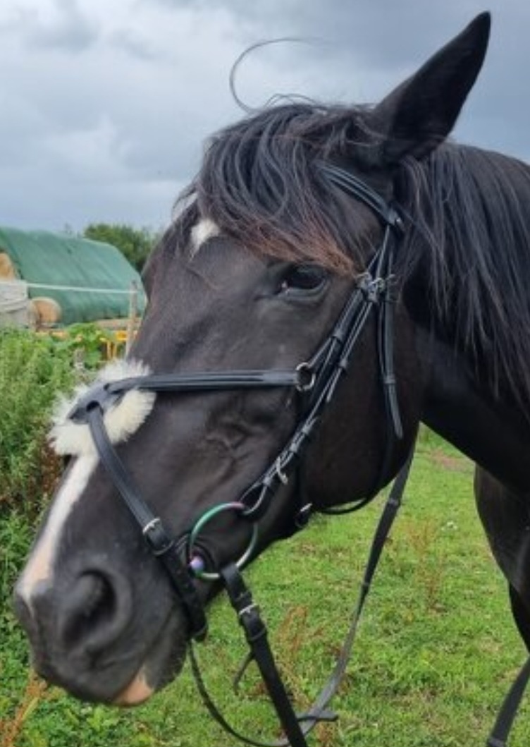 Uzdečka s mexickým nánosníkem - 8