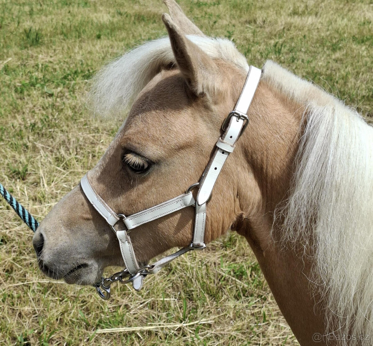 American minihorse - 8