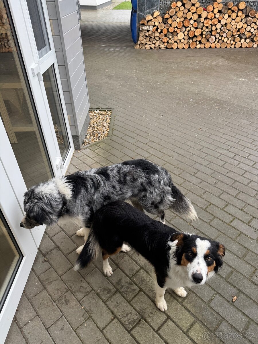 Štěňátka border kolie - 8