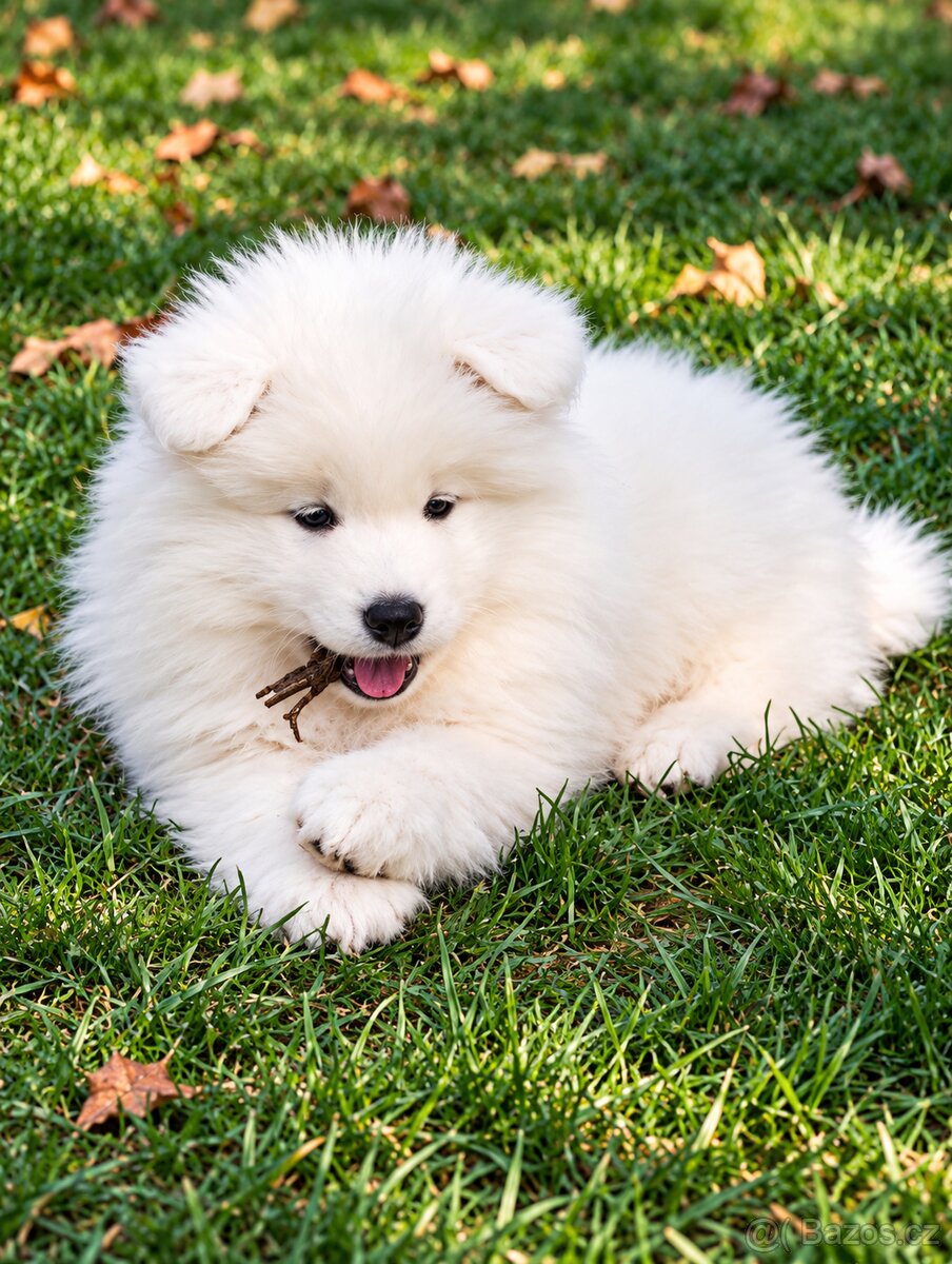 Samojed s PP - štěňátka - 8